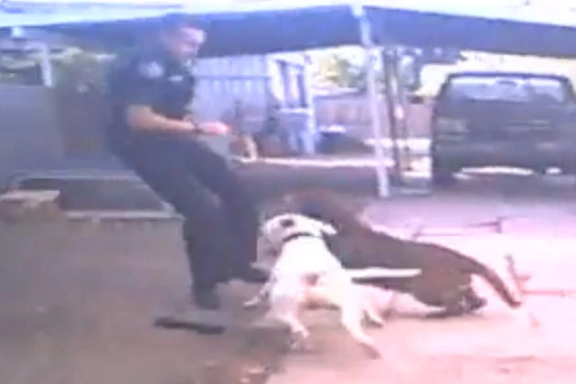Raw Video Of Pit Bull Attack, Nampa Police Department Screen Shot Raw Video Of Pit Bull Attack, Nampa Police Department Screen Shot