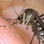 Close-Up Of Mosquitoes