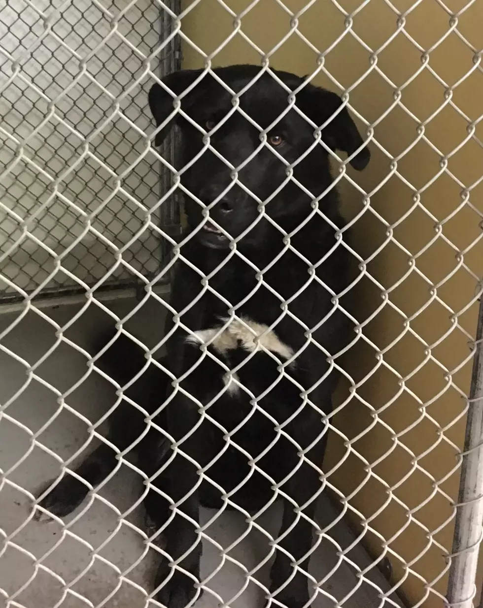 Twin Falls Shelter Again Asks Please Don’t Tie Up And Leave Animals