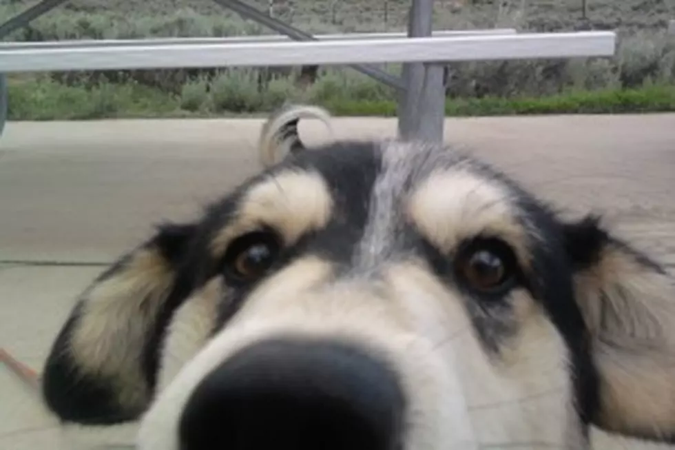 First Ever Tail Wag Walk Coming To Twin Falls