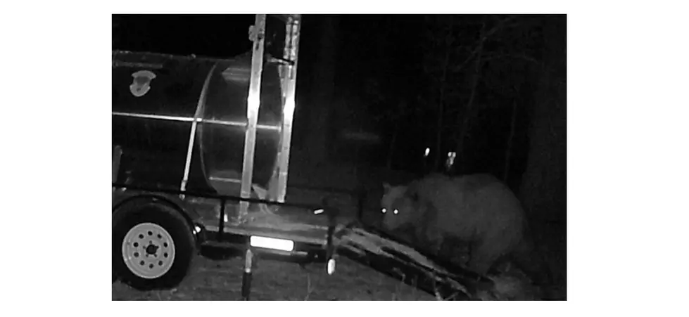 There’s a Big Bad Bear on the Loose in Idaho