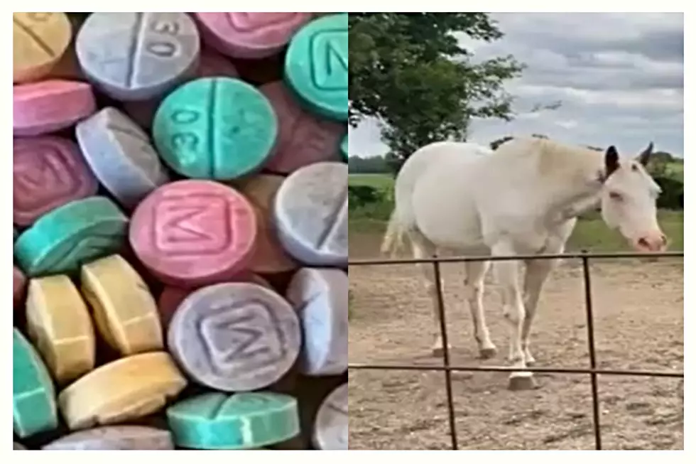 Horse Tranquilizer, Fentanyl Drug Combo A Threat In ID, WA, UT