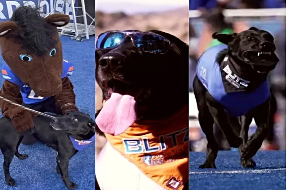‘Fan-Favorite’ Boise State Tee Dog To Fetch In Final Game